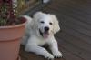 Karli at 4 Months